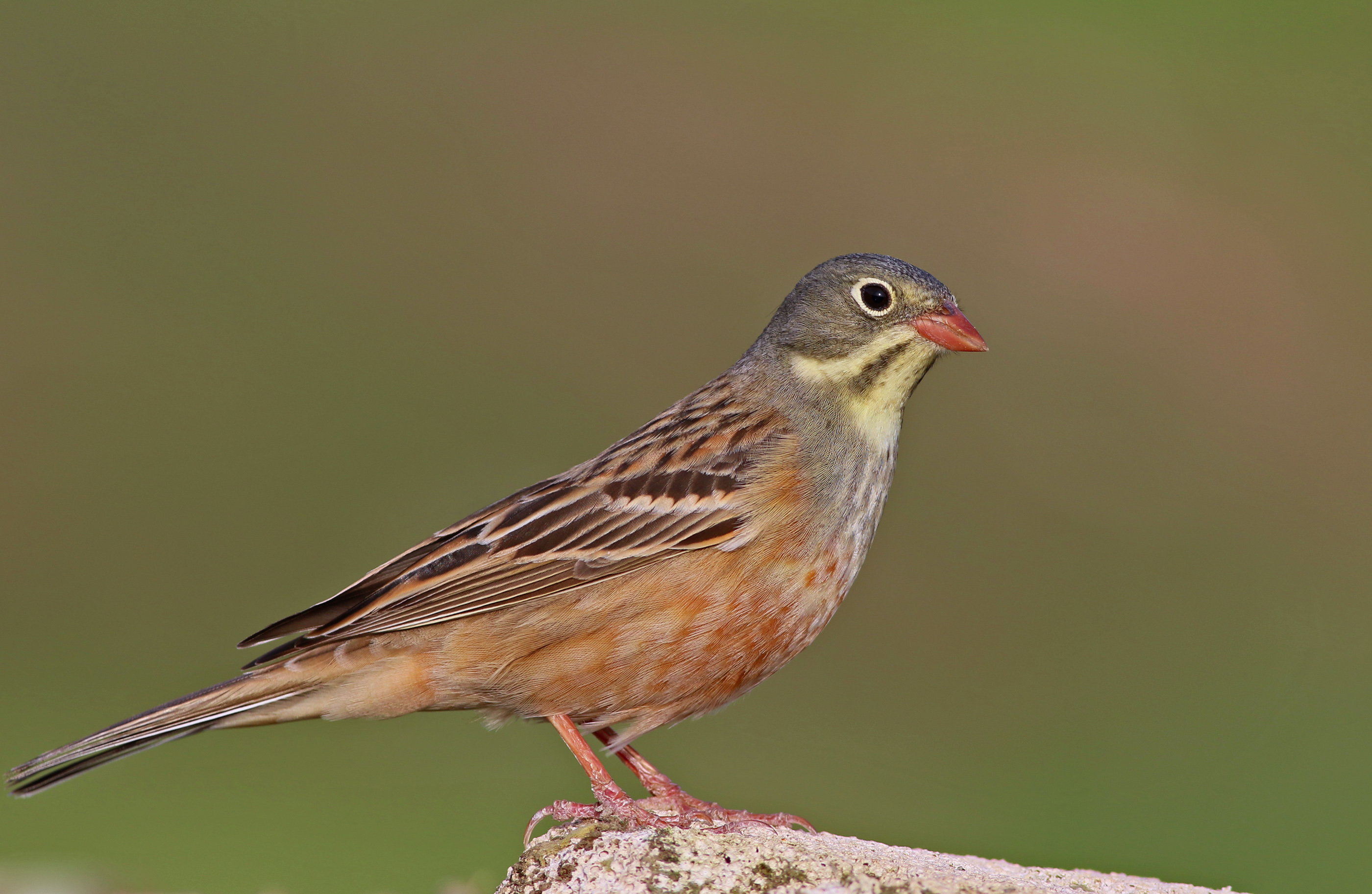 Ortolan Bunting — Ana fotoğraf